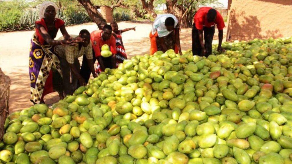 Farmers gather mangoes harvested from a farm in Wachakone, Tana River County.