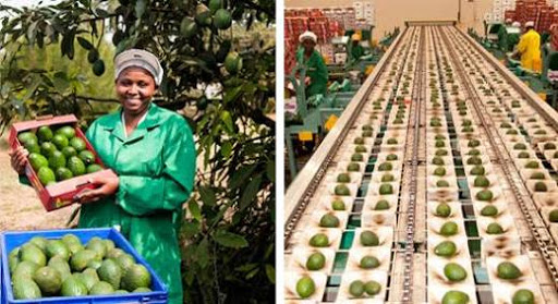 A woman in kakuzi plc Avocado processing plant. avocadoes are among the fruits that farmers can export to Egypt. 