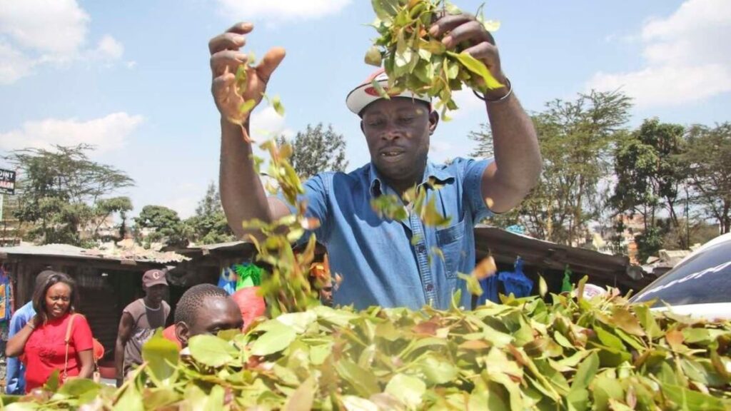 Image of a Miraa farmer inspecting his crop after harvest. The Kenyan Government is seeking to export the product to Djibouti.
