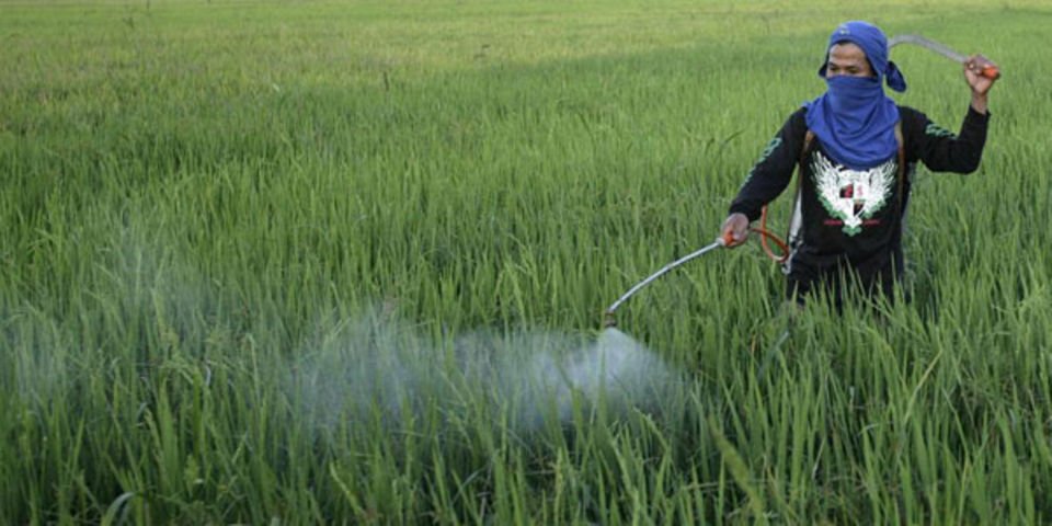 Farmer spraying pesticides on rice plants. Murang'a Residents are rejoicing after making the shift from Sand Harvesting to Rice farming.
