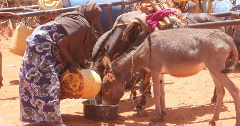An image depcting the dire situation in the country where people are forced to share drinking water with their animals.Famine