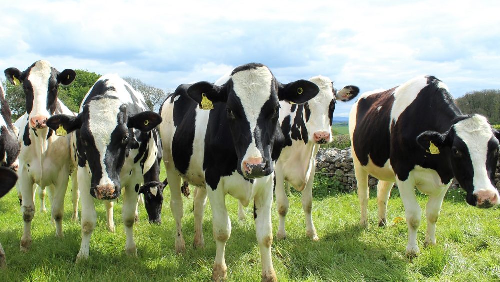 Dairy farming is the single largest sub-sector of agriculture. It contributes 14 per cent of Agriculture (GDP) with an annual growth rate of 4.1 per cent