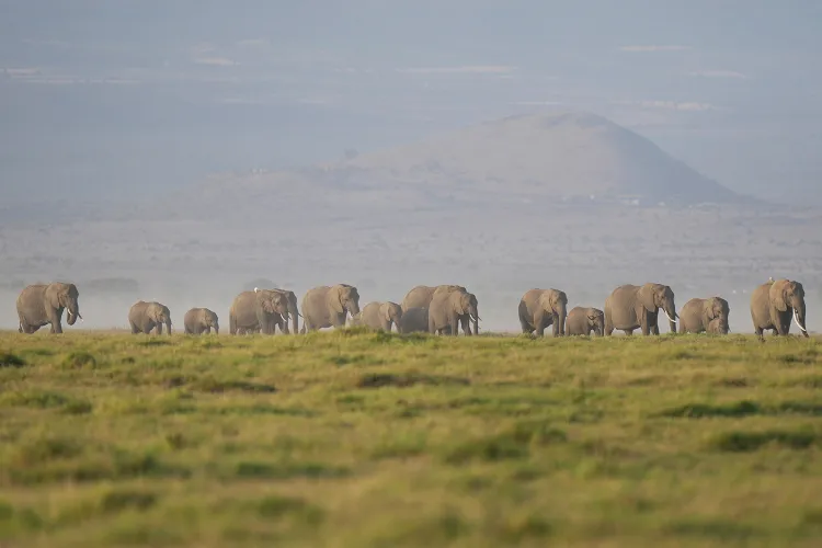 KWS PROBES CYANIDE POISONING AFTER 15 ELEPHANTS DIE