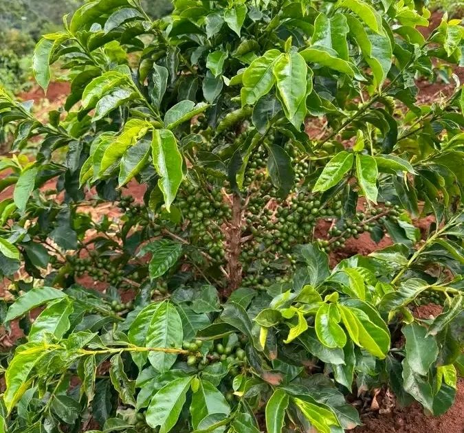 LAIKIPIA, TAITA TAVETA LEAD COFFEE EXPANSION