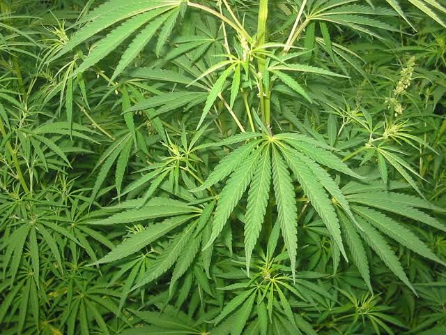 ELDORET MAN TELLS COURT BHANG FARM WAS HIS MAIN SOURCE OF INCOME