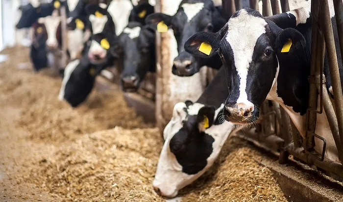 MILK SUPPLY TIGHTENS AS DELIVERIES FALL